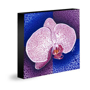 ELECTRIC ORCHID - Limited Edition Giclee Print
